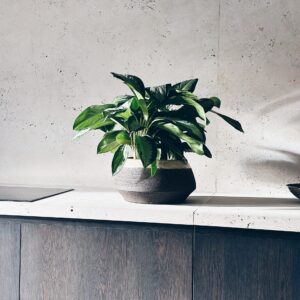 PAJU DESIGN Elias Beige Bowl  Papi